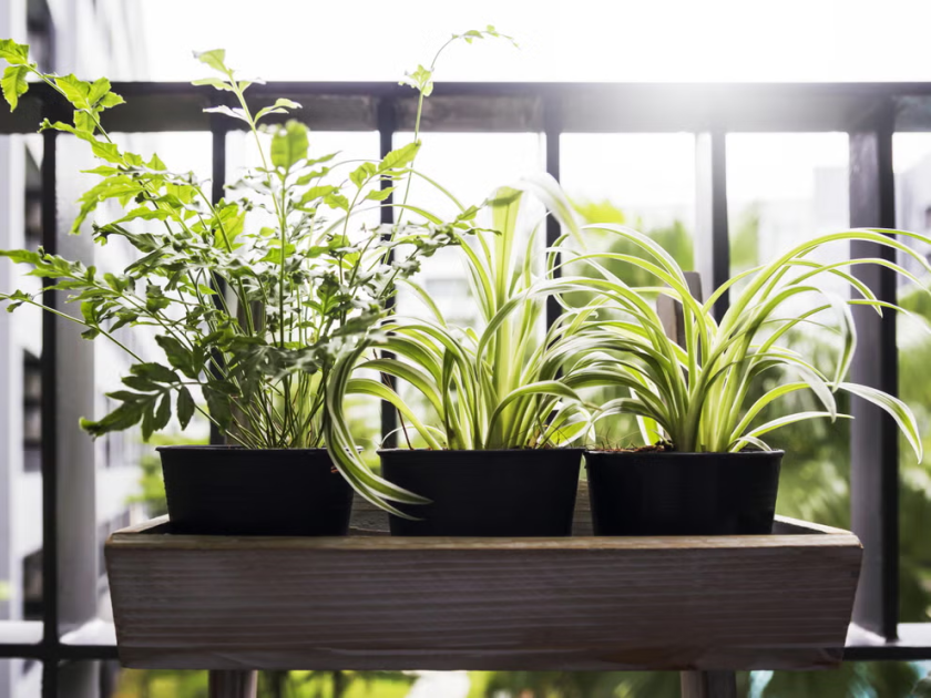 Work out which plants will survive and thrive
