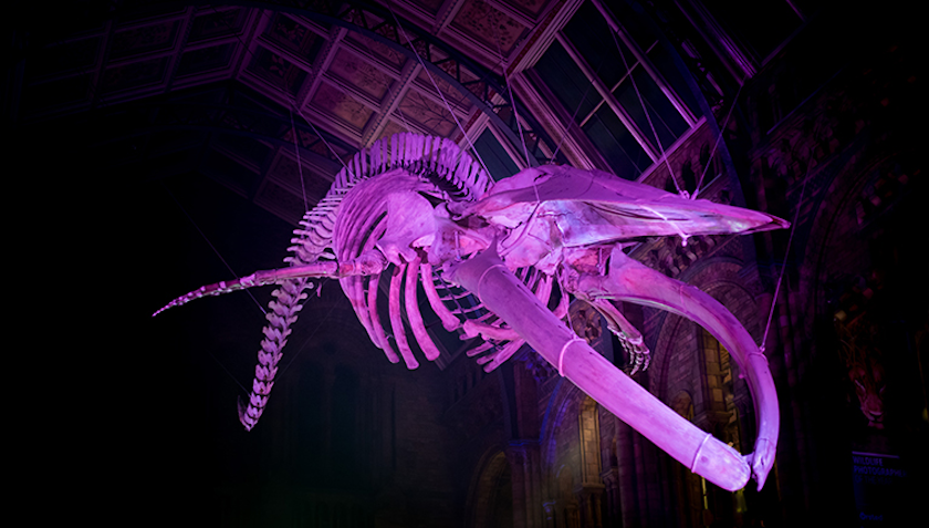 Fright Nights at the Natural History Museum